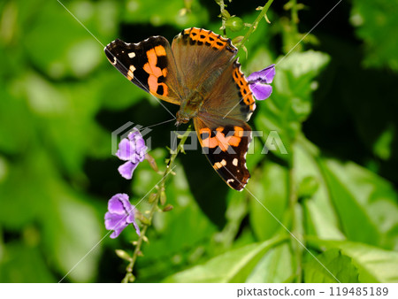 吸吮花蜜的紅色海軍上將 吸吮花蜜的紅色海軍上將 119485189