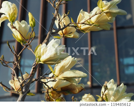 Spring flowers: Magnolia japonica 119485612