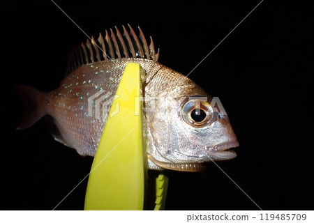 夜間釣釣到的小鯛魚 夜間釣釣到的小鯛魚 119485709