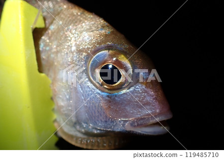 夜間釣釣到的小鯛魚 夜間釣釣到的小鯛魚 119485710