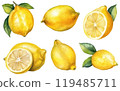 set vector watercolor illustration of ripe lime isolated on white background 119485711