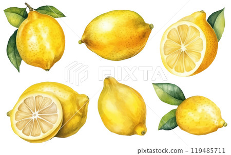 set vector watercolor illustration of ripe lime isolated on white background 119485711
