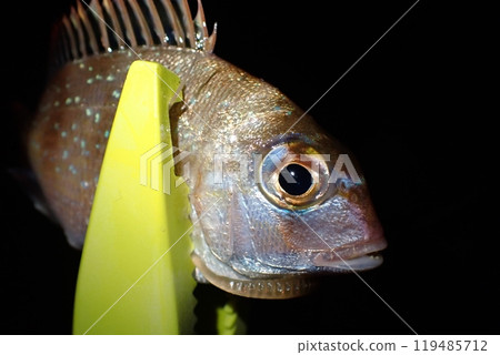Small sea bream caught by night fishing with lure Small sea bream caught by night fishing with lure 119485712