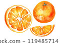 set vector watercolor illustration of ripe orange isolated on white background 119485714