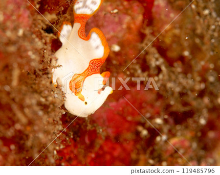 熊通青蛙安康魚 YG 熊通青蛙安康魚 YG 119485796