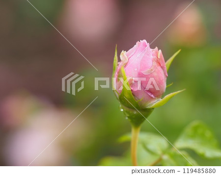 淡紫色玫瑰盧西爾藍花蕾 淡紫色玫瑰盧西爾藍花蕾 119485880