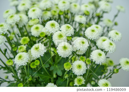 Spray chrysanthemum Spray chrysanthemum 119486009