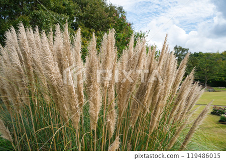 大穗潘帕斯草 119486015