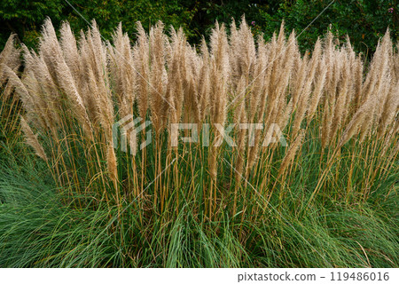 大穗潘帕斯草 119486016