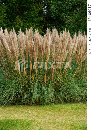 Large flower spikes of pampas grass 119486017