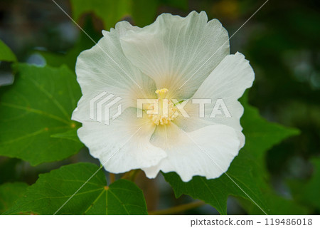 白芙蓉花 119486018