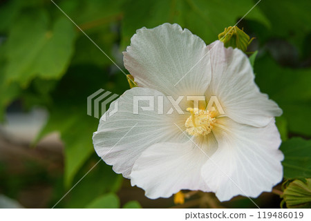 白芙蓉花 119486019