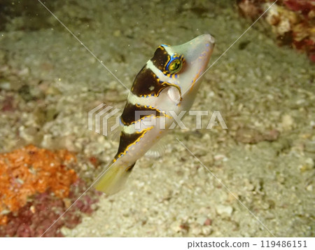 A single pufferfish swimming among underwater rocks A single pufferfish swimming among underwater rocks 119486151