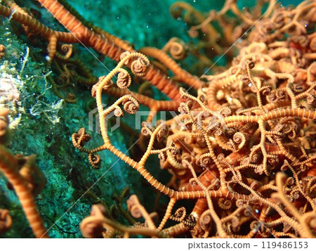 A close-up of a brown sea dwelling cenotaph 119486153