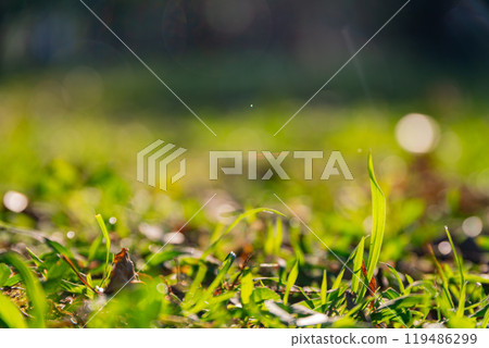 Sunny view of the landscape of Daan Forest Park Sunny view of the landscape of Daan Forest Park 119486299