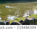 Sunny view of bird in Daan Forest Park 119486309
