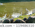 Sunny view of bird in Daan Forest Park 119486310
