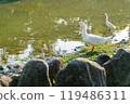 Sunny view of bird in Daan Forest Park 119486311