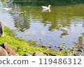 Sunny view of bird in Daan Forest Park 119486312
