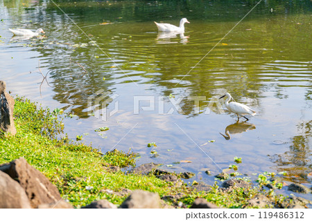 Sunny view of bird in Daan Forest Park 119486312