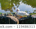Sunny view of bird in Daan Forest Park 119486313