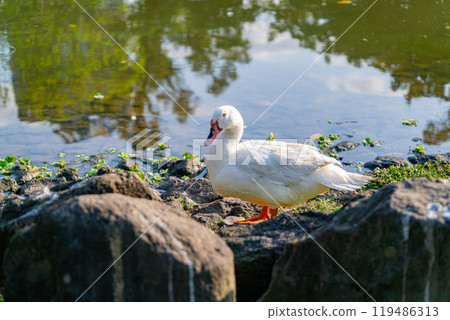 Sunny view of bird in Daan Forest Park Sunny view of bird in Daan Forest Park 119486313