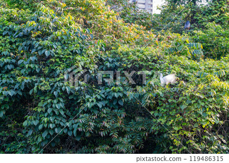 Sunny view of bird in Daan Forest Park Sunny view of bird in Daan Forest Park 119486315