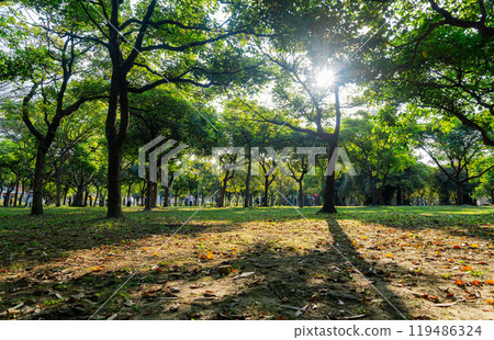 Sunny view of the landscape of Daan Forest Park Sunny view of the landscape of Daan Forest Park 119486324