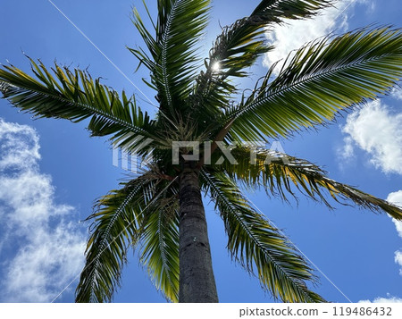 Palm trees shining in the blue sky Palm trees shining in the blue sky 119486432