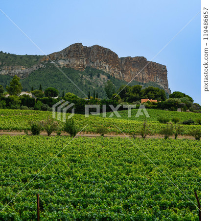 France, Cassis, Vineyard Domaine du Bagnol, AOC Cassis 119486657