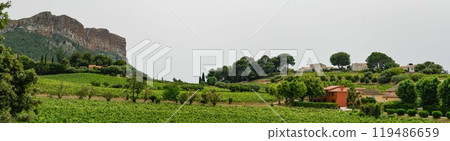 France, Cassis, Vineyard Domaine du Bagnol, AOC Cassis France, Cassis, Vineyard Domaine du Bagnol, AOC Cassis 119486659