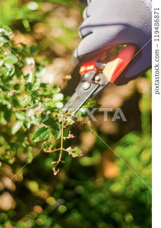 A woman in grey gloves with garden scissors cutting the sick roses . High quality photo A woman in grey gloves with garden scissors cutting the sick roses . High quality photo 119486871