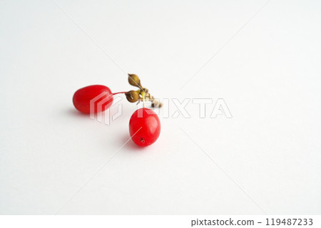 紅茱萸果（秋季、十月） 119487233