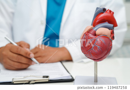 Cardiovascular disease CVD, doctor with heart human model anatomy for treatment patient in hospital. 119487258