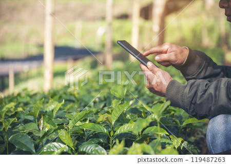 Smart farmer holding smartphone in eco green farm sustainable quality control. Close up Hand control planting tree. Farmer hands cultivated fresh garden in eco biotechnology. Farmland technology 119487263