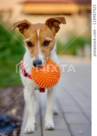 Playful Jack Russell Terrier wearing red harness holds orange spiky ball in its mouth while standing outdoors on path. Active dog walking Playful Jack Russell Terrier wearing red harness holds orange spiky ball in its mouth while standing outdoors on path. Active dog walking 119487425