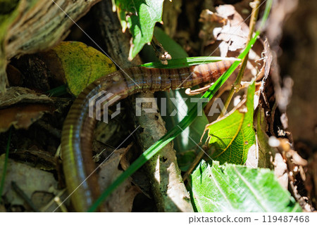 Earthworms improve the soil environment Earthworms improve the soil environment 119487468