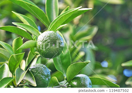Green shekwasha fruit (autumn, October) 119487502