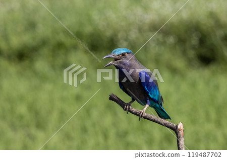 Indochinese roller close up shot animal portrait. 119487702