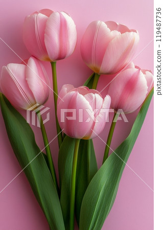 A beautiful bouquet of pink tulips arranged gracefully on a soft pink background 119487736
