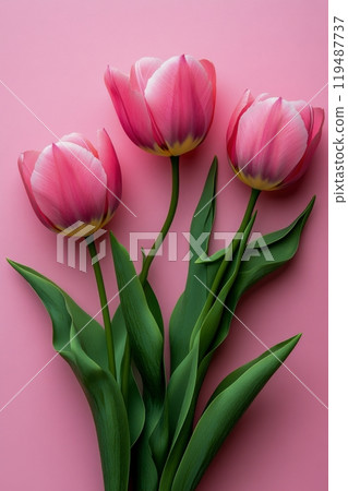 A beautiful bouquet of pink tulips arranged gracefully on a soft pink background 119487737