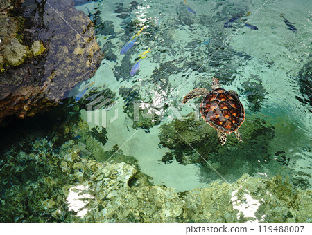 Fish at Kasai Rinkai Aquarium in Tokyo, Japan 119488007