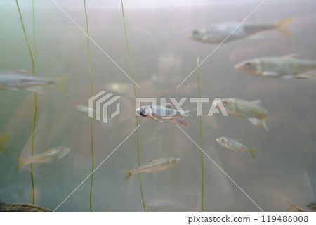 Fish at Kasai Rinkai Aquarium in Tokyo, Japan 119488008