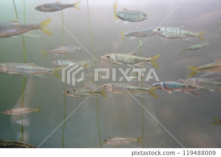 日本東京葛西臨海族館的魚 119488009