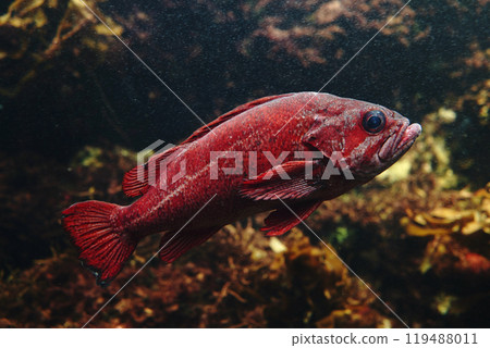 Fish at Kasai Rinkai Aquarium in Tokyo, Japan 119488011