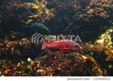Fish at Kasai Rinkai Aquarium in Tokyo, Japan 119488012
