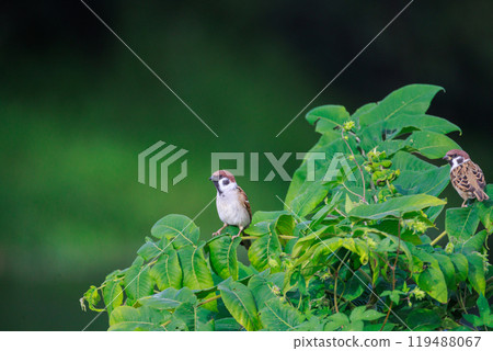 A sparrow gazing far into the distance A sparrow gazing far into the distance 119488067