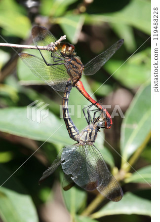 Mating of Risuakane 119488228