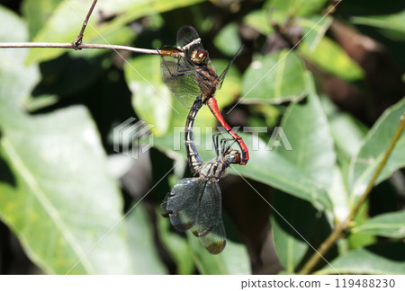 Mating of Risuakane Mating of Risuakane 119488230