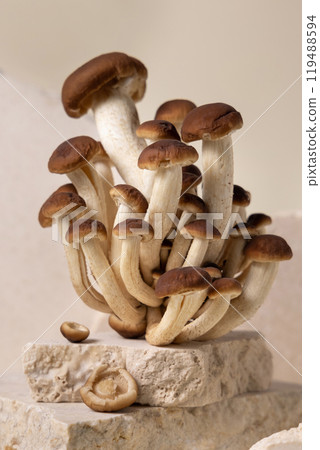 Fresh raw brown poplar mushrooms or velvet pioppini mushrooms on beige stones closeup Fresh raw brown poplar mushrooms or velvet pioppini mushrooms on beige stones closeup 119488594